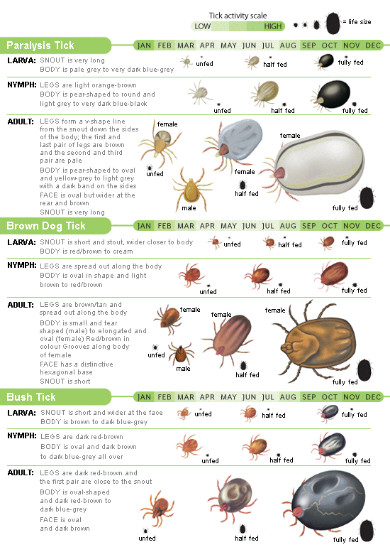 Tick Identification Chart Signs Quakers Hill Veterinary Hospital