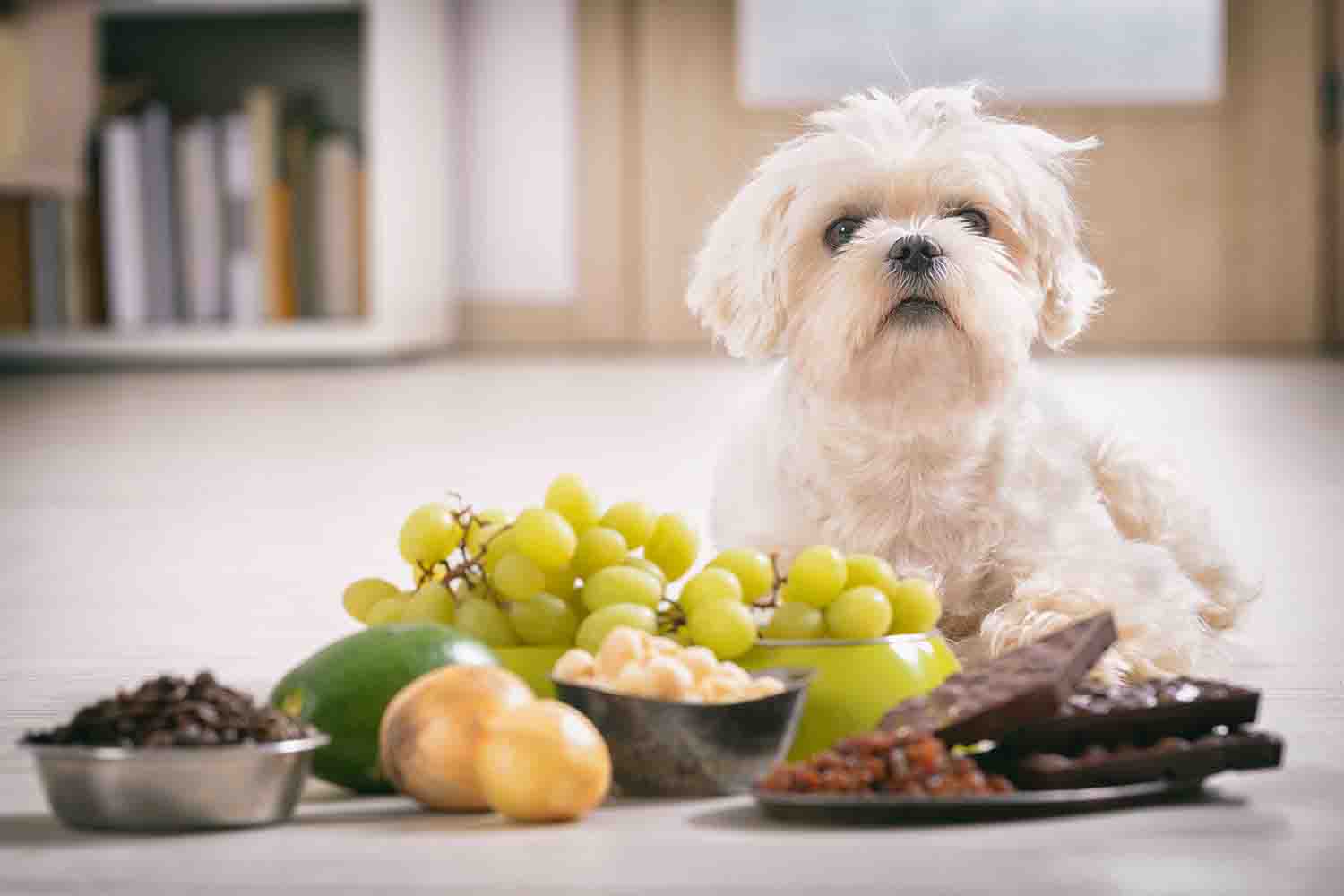 how many grapes will hurt a dog